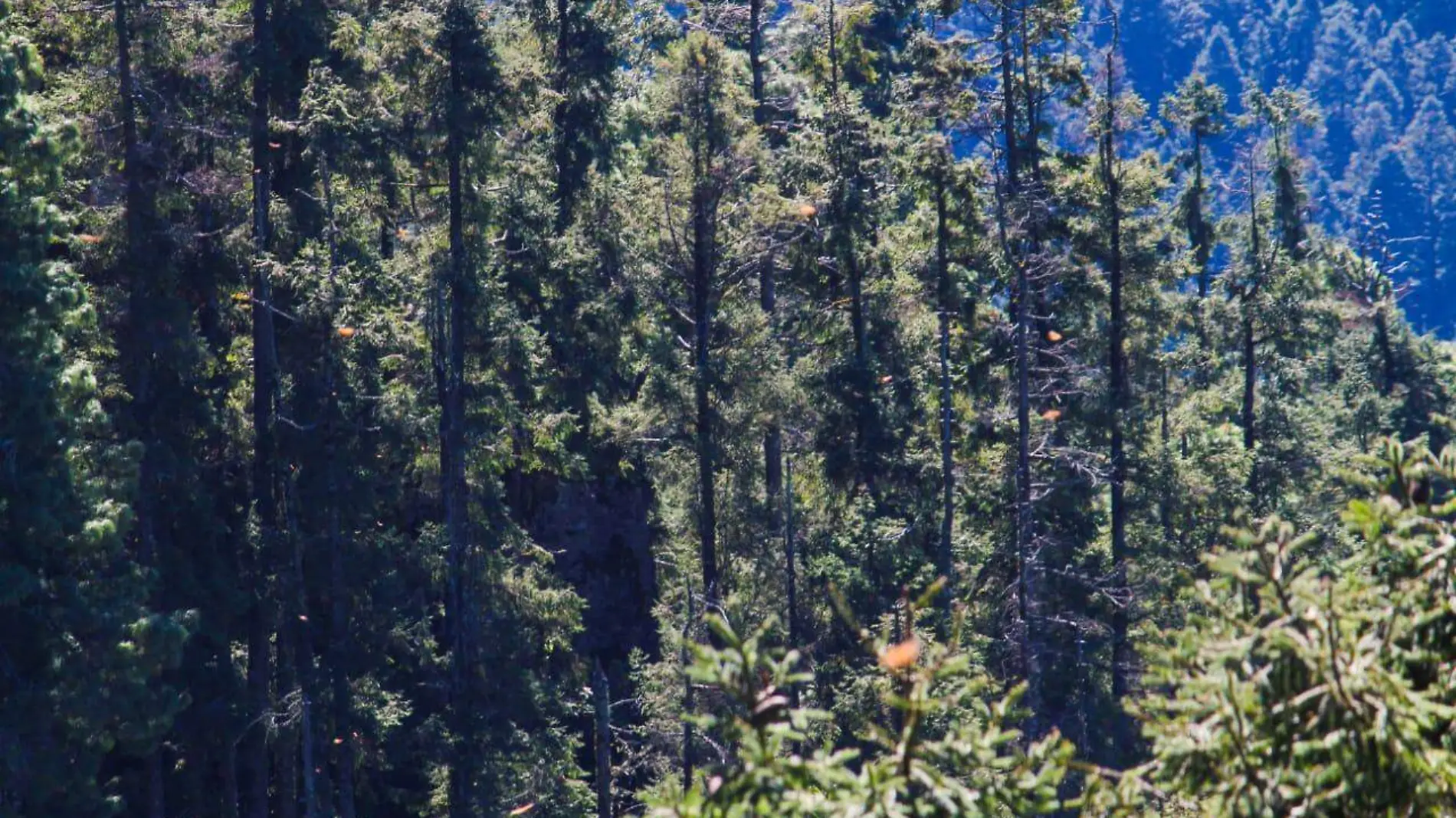 Bosque mariposa monarca